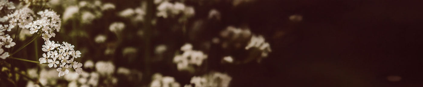 Close-up of white flowers with a blurred background