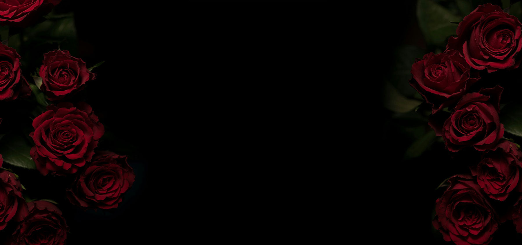 Red roses on a black background