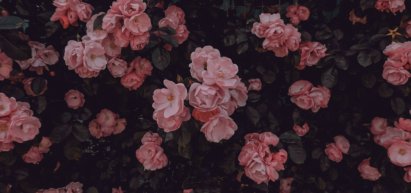Close-up of pink roses with green leaves on a dark background