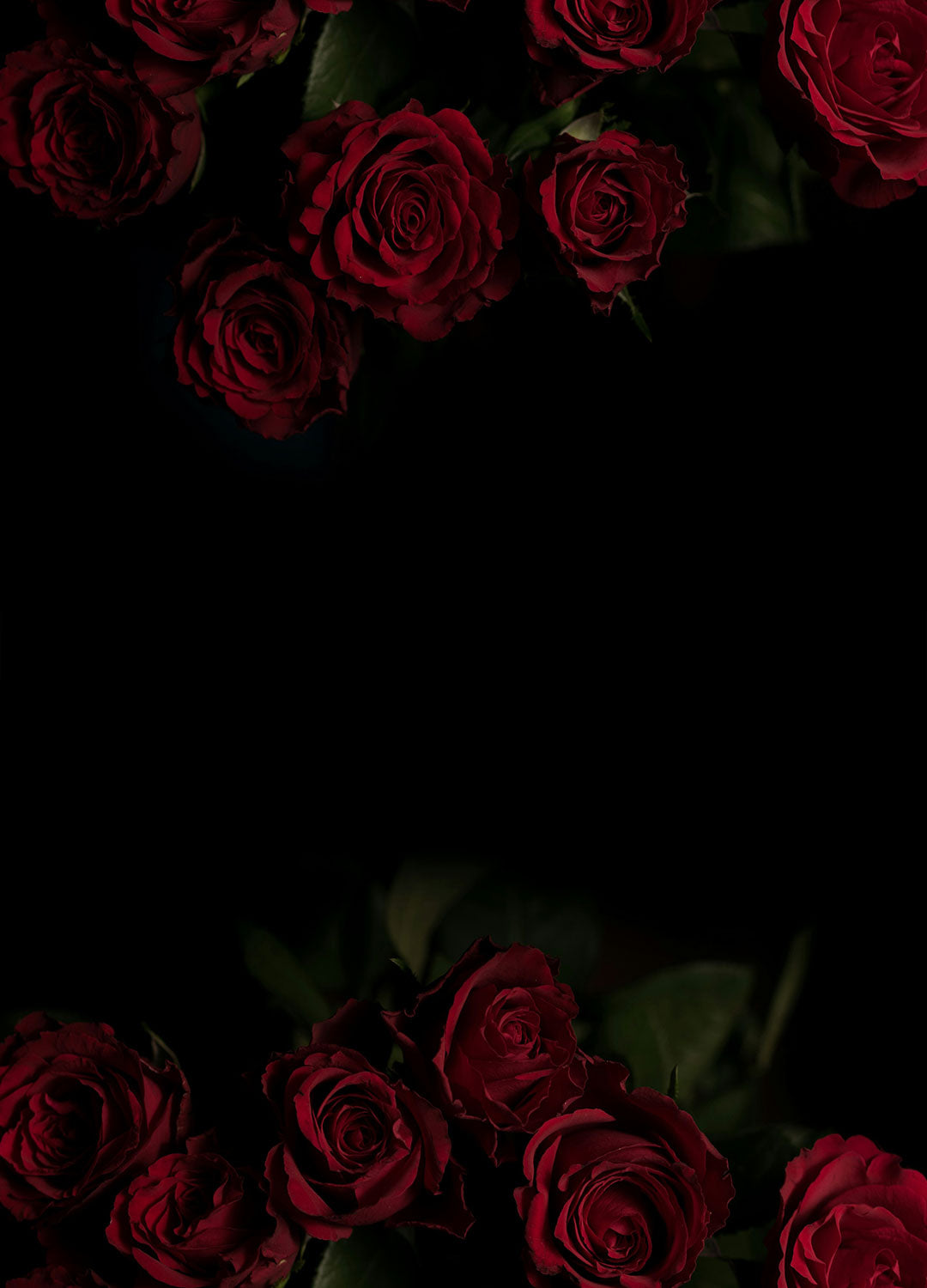 Red roses on a black background