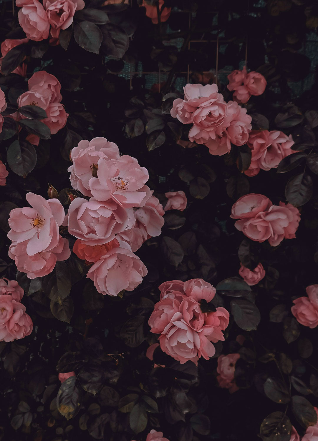 Close-up of pink flowers with green leaves on a dark background